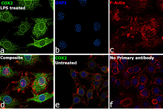 COX2 Antibody in Immunocytochemistry (ICC/IF)