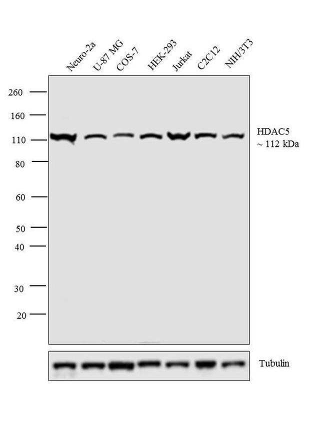 HDAC5 Antibody in Western Blot (WB)