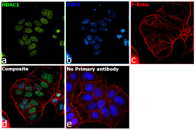 HDAC1 Antibody in Immunocytochemistry (ICC/IF)