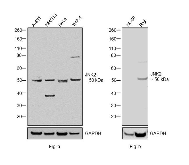 JNK2 Antibody in Western Blot (WB)