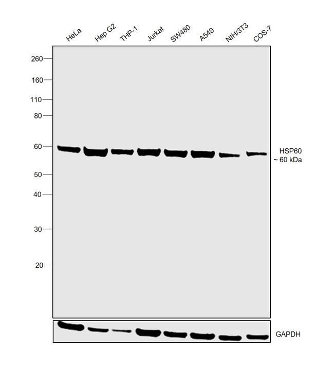 HSP60 Antibody in Western Blot (WB)