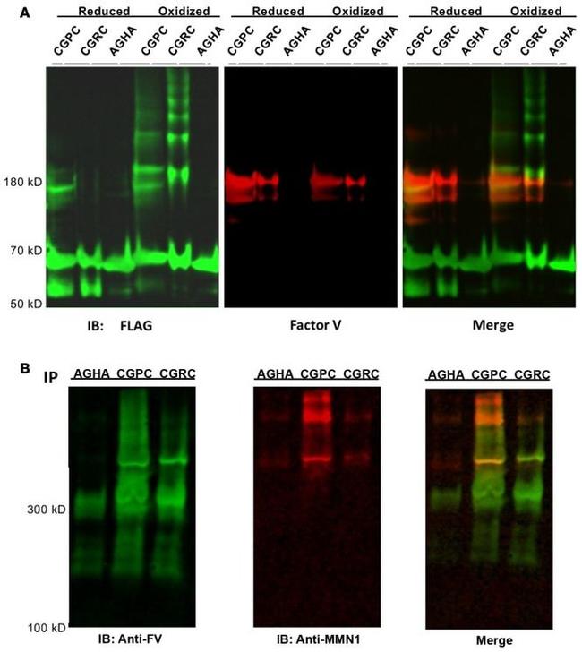 Factor V Antibody in Western Blot (WB)
