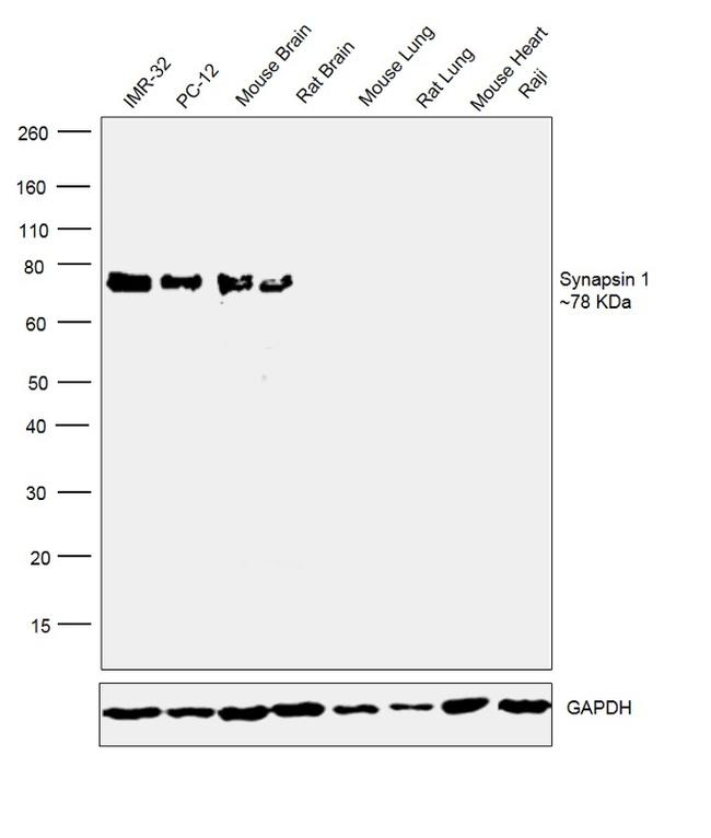 Synapsin 1 Antibody in Western Blot (WB)