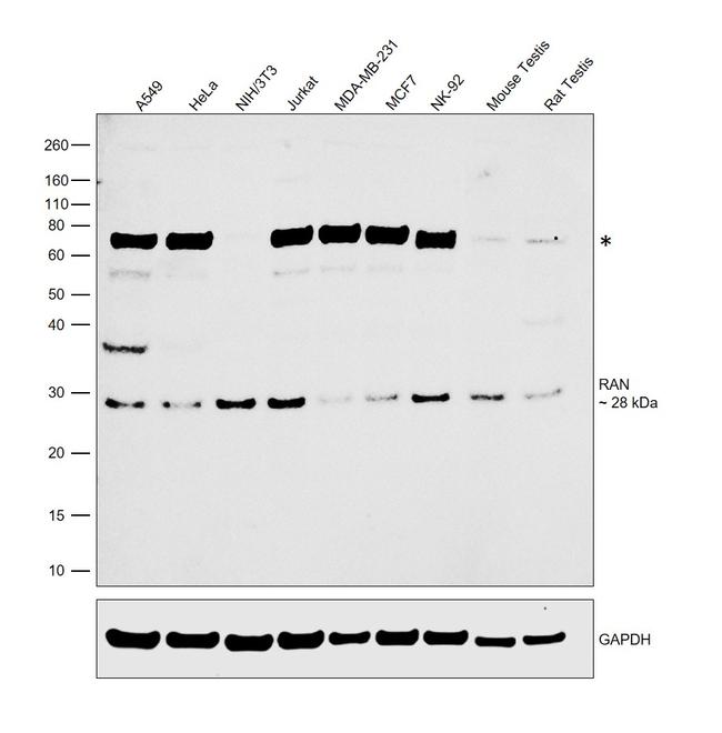 RAN Antibody in Western Blot (WB)