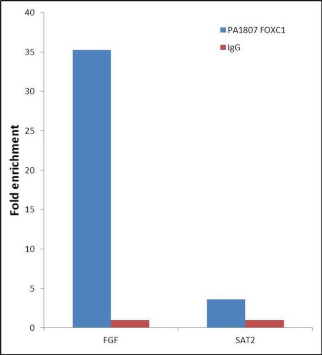 FOXC1 Antibody in ChIP Assay (ChIP)