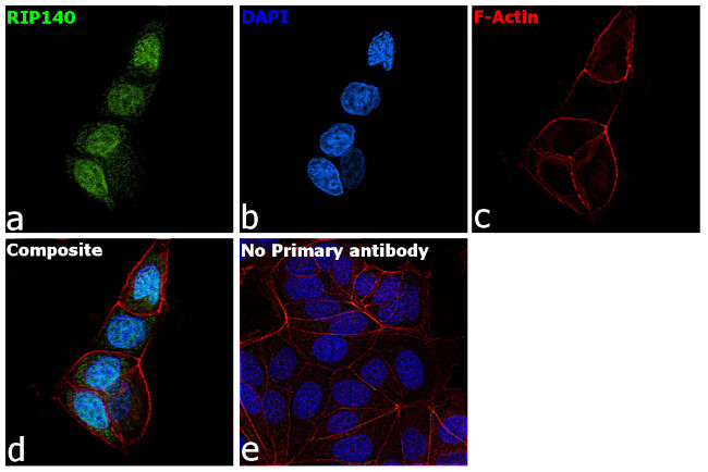 RIP140 Antibody in Immunocytochemistry (ICC/IF)