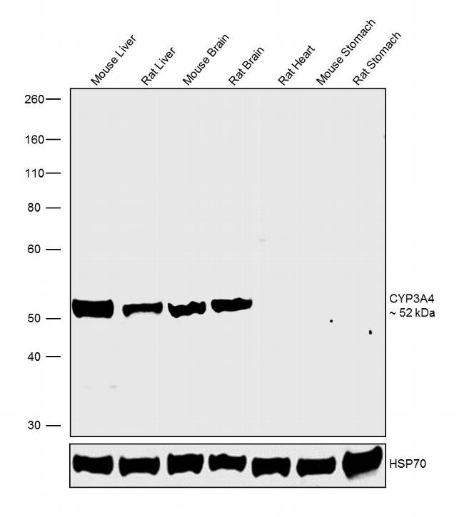 CYP3A4 Antibody in Western Blot (WB)