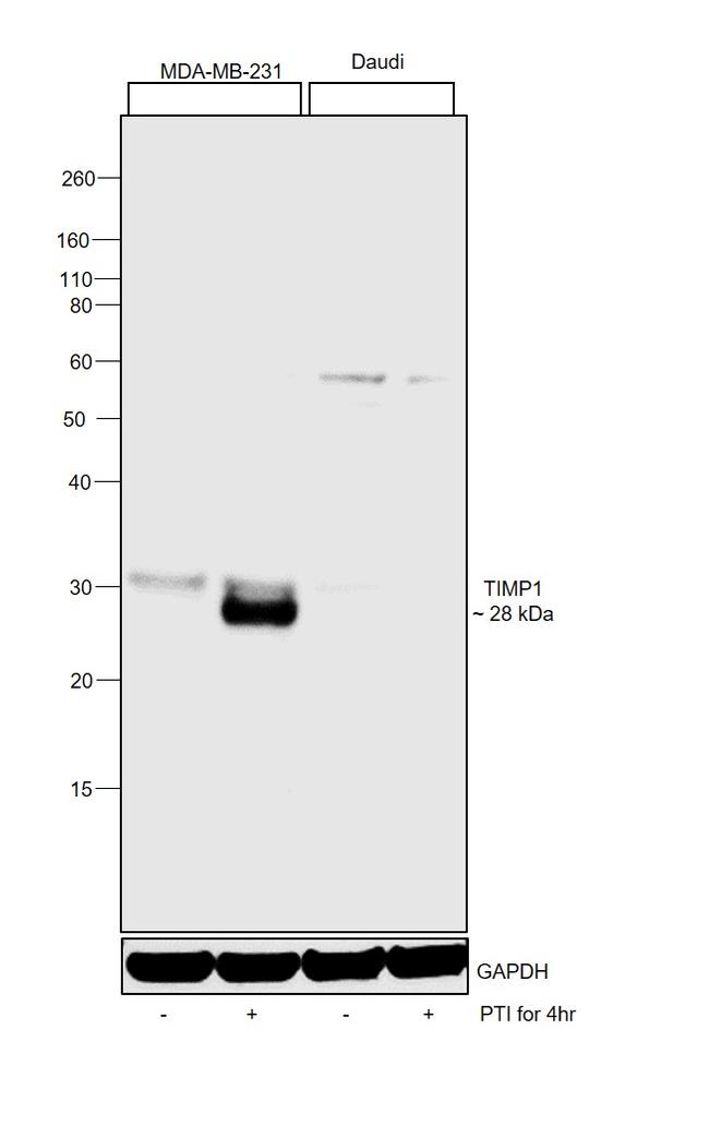 TIMP1 Antibody in Western Blot (WB)