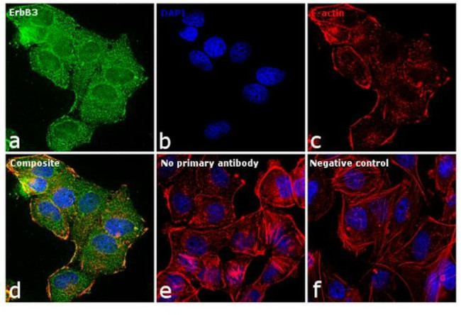 ErbB3 Antibody in Immunocytochemistry (ICC/IF)