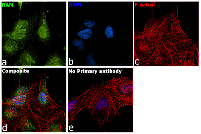 RAN Antibody in Immunocytochemistry (ICC/IF)