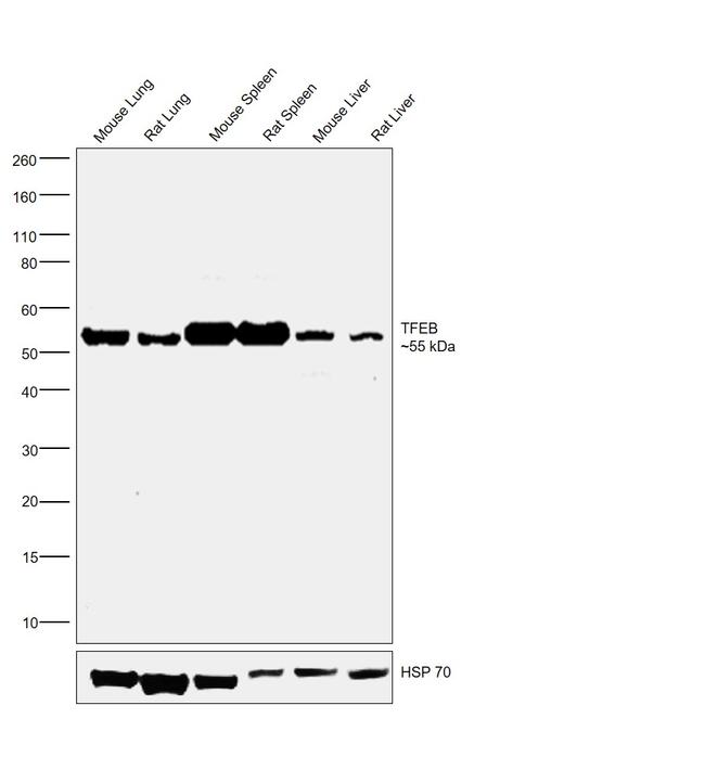 TFEB Antibody in Western Blot (WB)