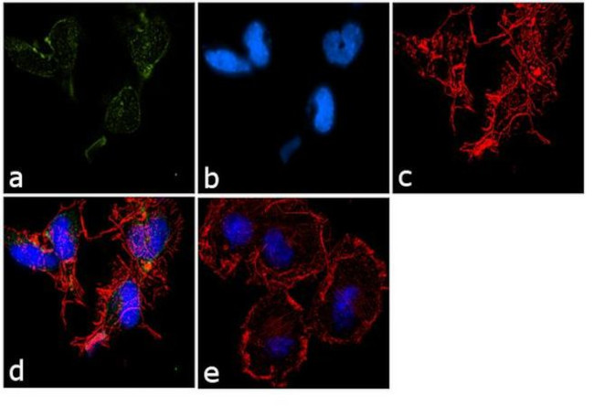 HCN2 Antibody in Immunocytochemistry (ICC/IF)