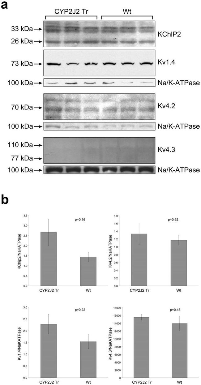 KChIP2 Antibody in Western Blot (WB)