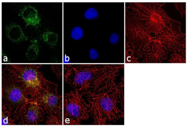 PSMD2 Antibody in Immunocytochemistry (ICC/IF)