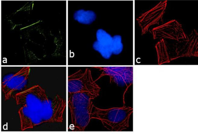 PSMC3 Antibody in Immunocytochemistry (ICC/IF)