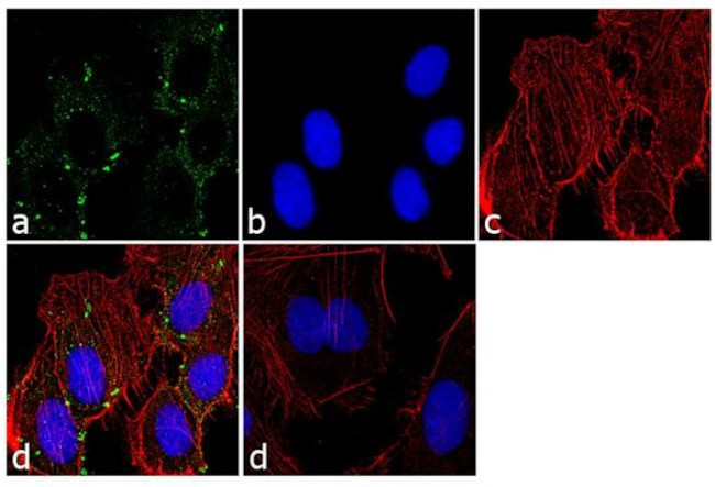 PSMC2 Antibody in Immunocytochemistry (ICC/IF)
