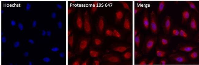 PSMD3 Antibody in Immunocytochemistry (ICC/IF)