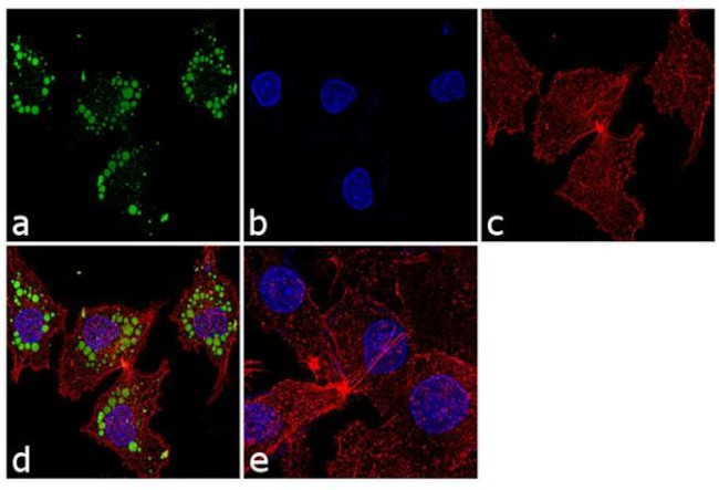 PSMD5 Antibody in Immunocytochemistry (ICC/IF)