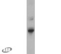 SEC61A1 Antibody in Western Blot (WB)