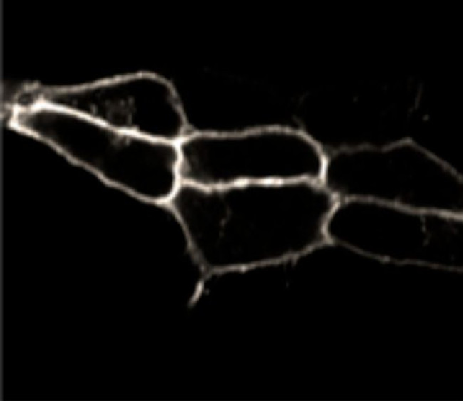 Endothelin B Receptor Antibody in Immunocytochemistry (ICC/IF)