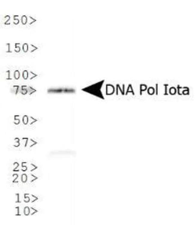 POLI Antibody in Western Blot (WB)