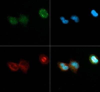 DNMT3A Antibody in Immunocytochemistry (ICC/IF)