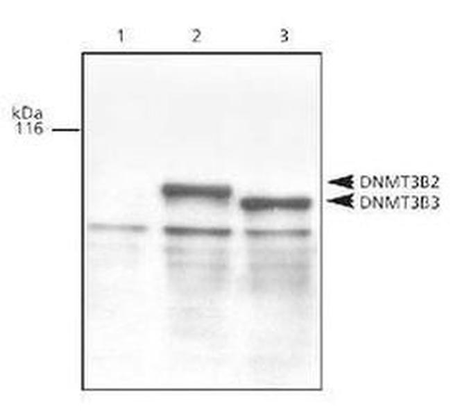 DNMT3B Antibody in Western Blot (WB)