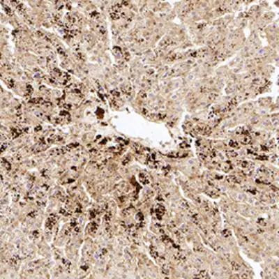 VG5Q Antibody in Immunohistochemistry (Paraffin) (IHC (P))