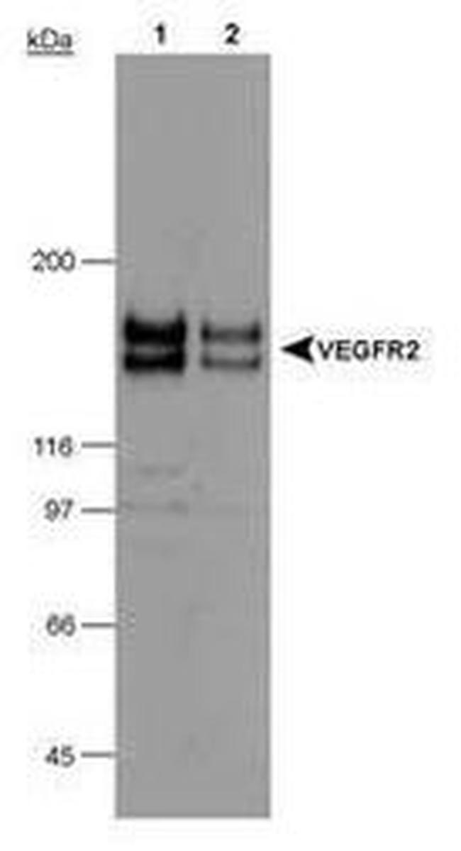 VEGF Receptor 2 Antibody in Western Blot (WB)