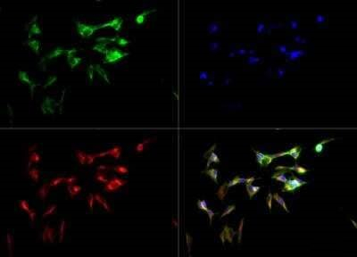 CYP46A1 Antibody in Immunocytochemistry (ICC/IF)