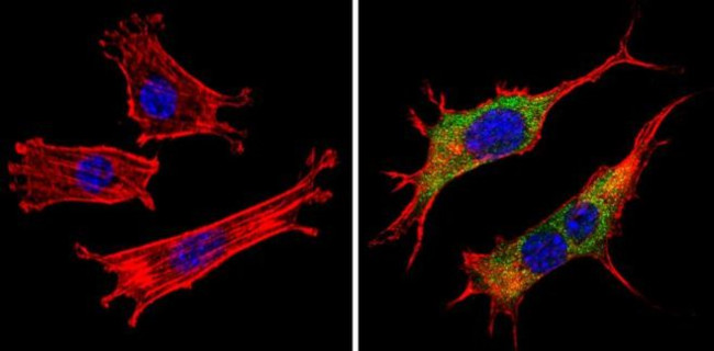 PAR6 Antibody in Immunocytochemistry (ICC/IF)