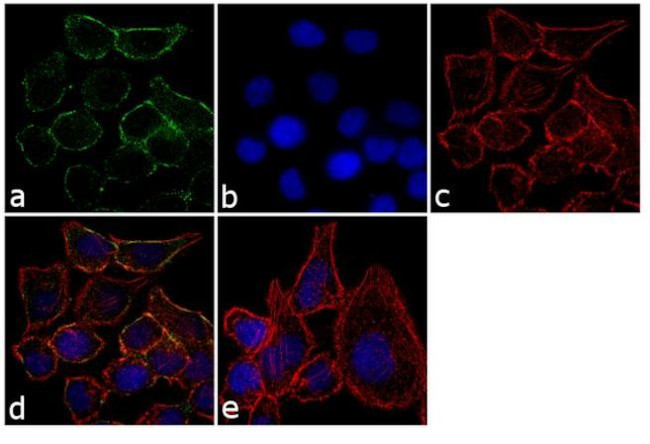 PDIR Antibody in Immunocytochemistry (ICC/IF)