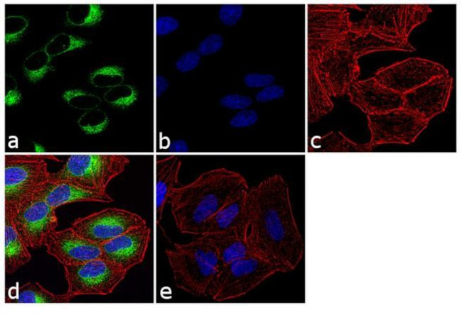 PDIA6 Antibody in Immunocytochemistry (ICC/IF)