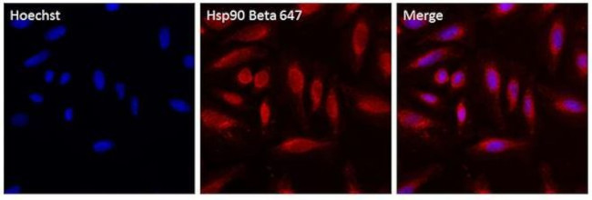 HSP90 beta Antibody in Immunocytochemistry (ICC/IF)