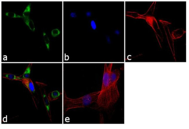 SEC61B Polyclonal Antibody (PA3-015)