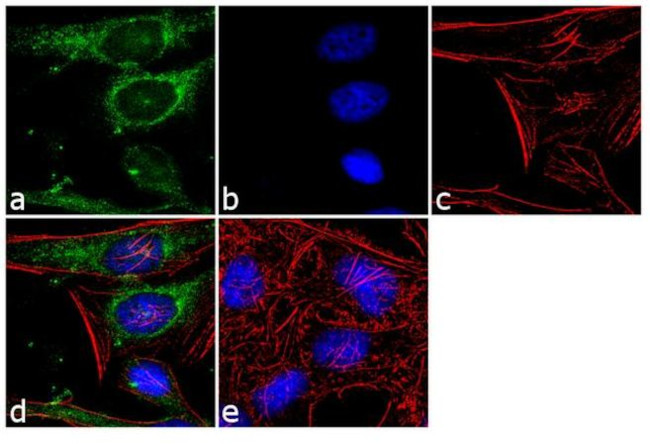 ECM29 Antibody in Immunocytochemistry (ICC/IF)