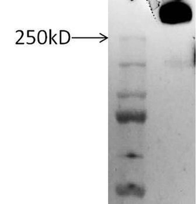 Lubricin Antibody in Western Blot (WB)