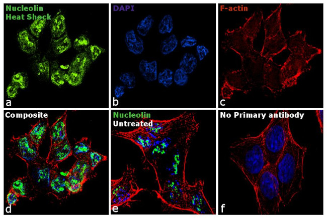 Nucleolin Antibody in Immunocytochemistry (ICC/IF)