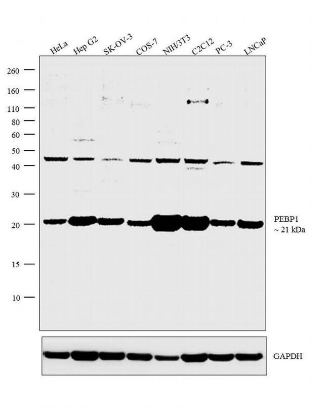 PEBP1 Antibody in Western Blot (WB)