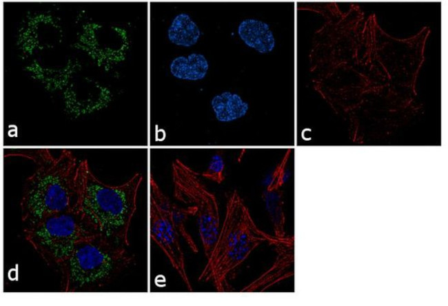 PRDX3 Antibody in Immunocytochemistry (ICC/IF)