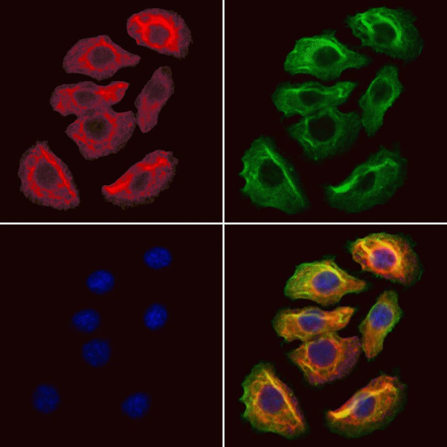 HMGCS1 Antibody in Immunocytochemistry (ICC/IF)