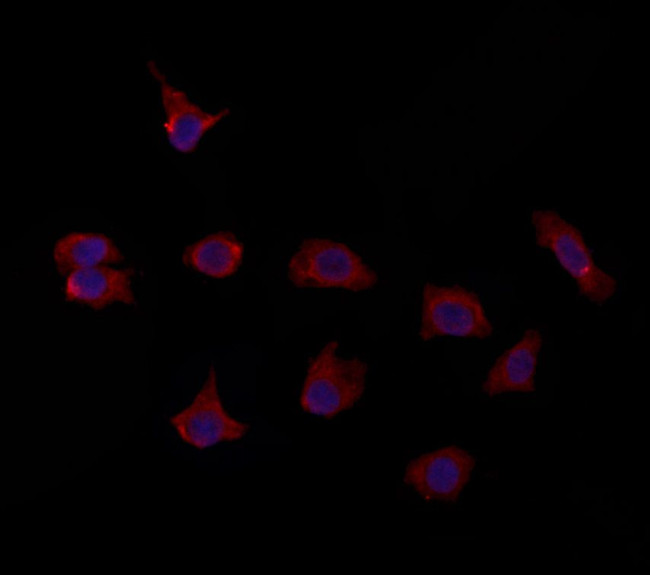 PTPRU Antibody in Immunocytochemistry (ICC/IF)