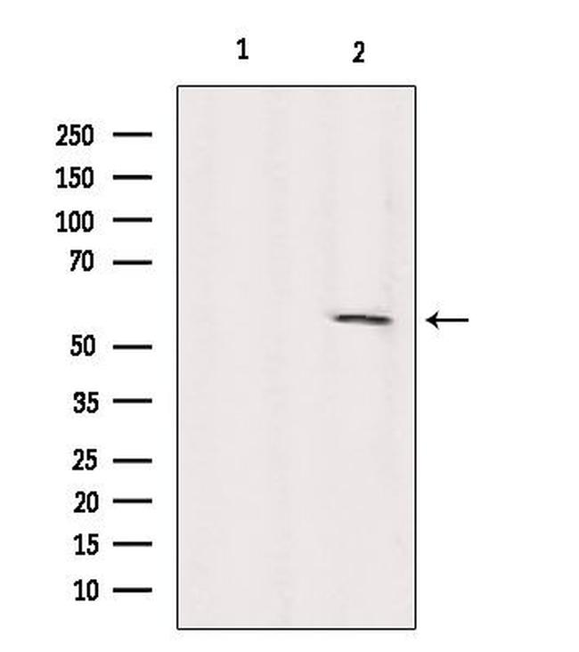 KIF12 Antibody in Western Blot (WB)