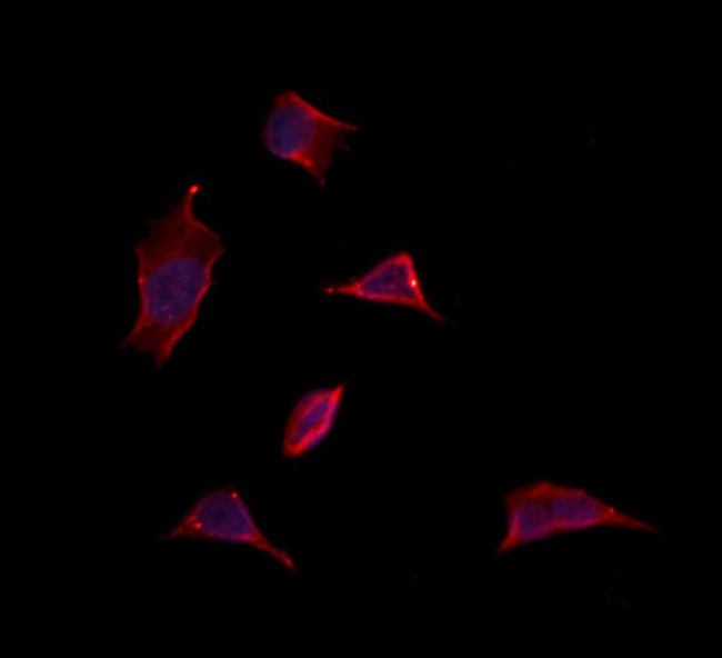 MDH1 Antibody in Immunocytochemistry (ICC/IF)
