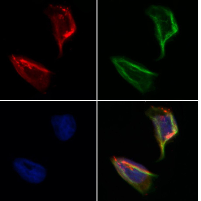 SEC24A Antibody in Immunocytochemistry (ICC/IF)