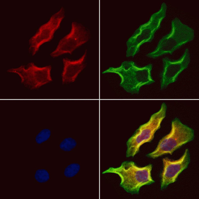 Syndecan 3 Antibody in Immunocytochemistry (ICC/IF)