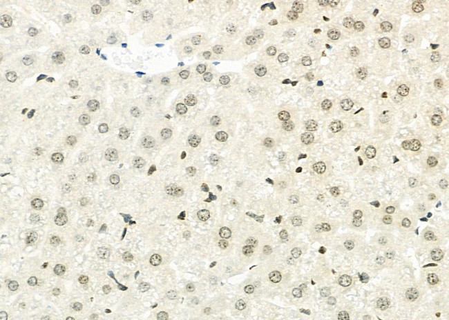 DHCR24 Antibody in Immunohistochemistry (Paraffin) (IHC (P))