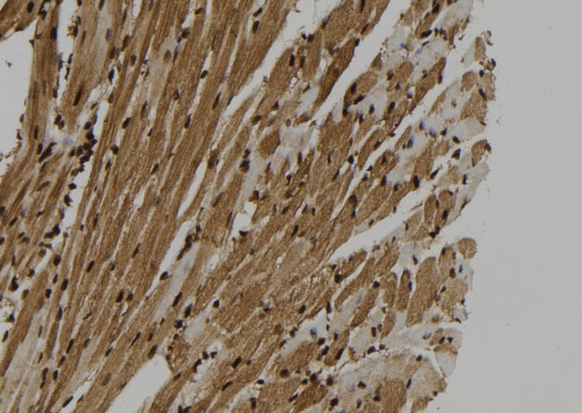 SUGT1 Antibody in Immunohistochemistry (Paraffin) (IHC (P))
