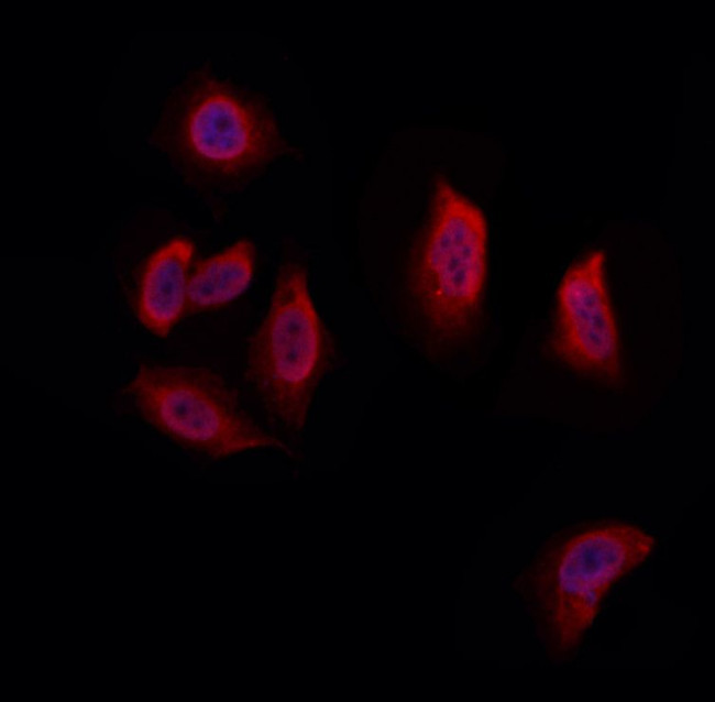 UFD1L Antibody in Immunocytochemistry (ICC/IF)
