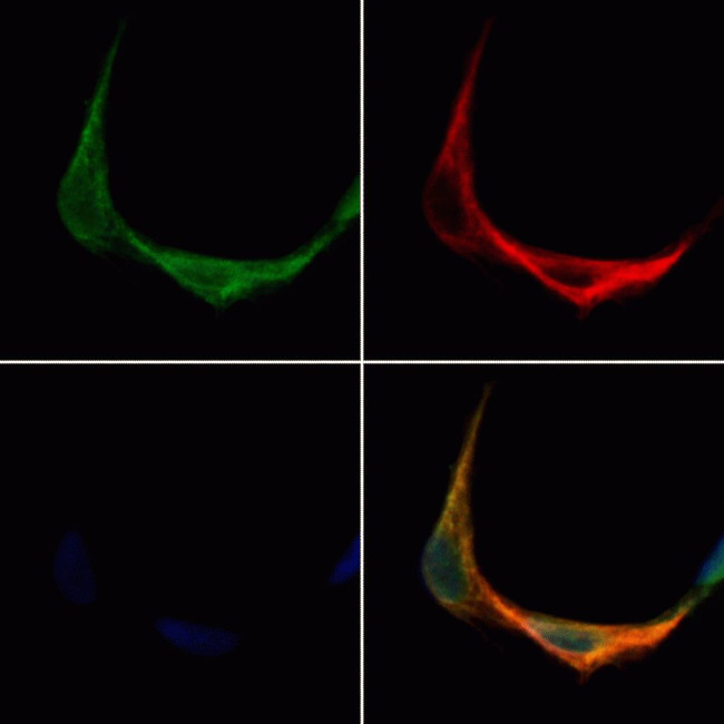 TMEM158 Antibody in Immunocytochemistry (ICC/IF)